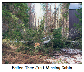 Blaine & Carol Hall Cabin Fallen Tree